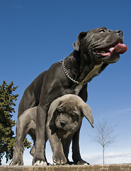 Image showing italian mastiff mother and puppy