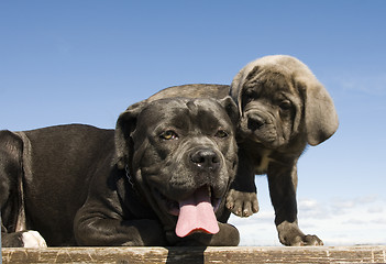 Image showing italian mastiff mother and puppy