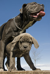 Image showing italian mastiff mother and puppy