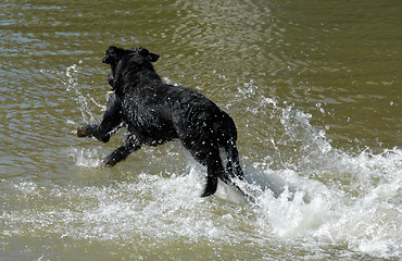 Image showing swimming french shepherd