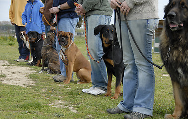 Image showing training with dogs
