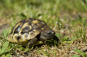 Image showing little turtle