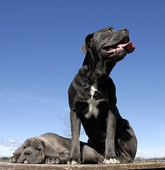 Image showing italian mastiff mother and puppy