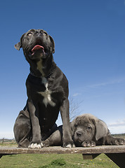 Image showing italian mastiff mother and puppy