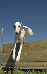 Image showing jumping whippet