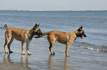 Image showing two young malinois on the beach