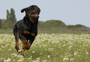 Image showing running rottweiler