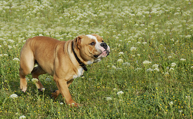 Image showing running bulldog