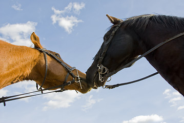 Image showing two friends horses