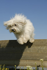 Image showing jumping little white dog