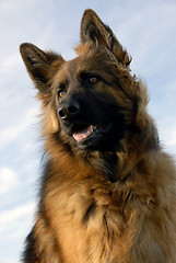 Image showing portrait of a purebred german shepherd