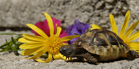 Image showing little turtle and flowers