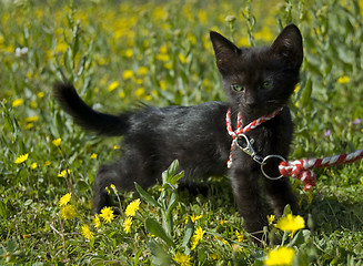 Image showing black kitten and green eyes