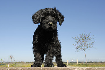 Image showing puppy cao de agua