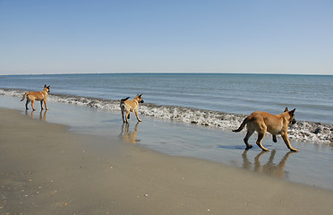 Image showing three young malinois on the beach