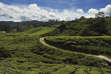 Image showing Tea plantation