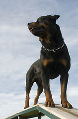 Image showing rottweiler