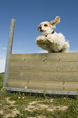 Image showing jumping cocker