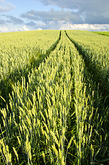 Image showing background agricultural field wheat car wheel mark 