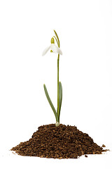 Image showing snowdrop first messenger of spring in the soil