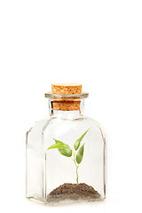 Image showing small green plantation in transparent glass bottle