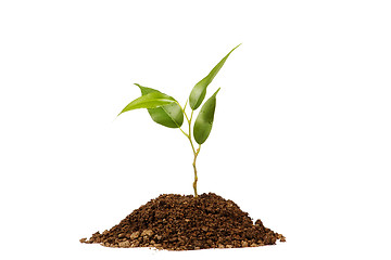 Image showing Young green plant on a white