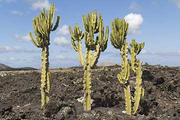 Image showing Three cactus