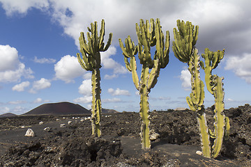 Image showing Three cactus in a volcanic area