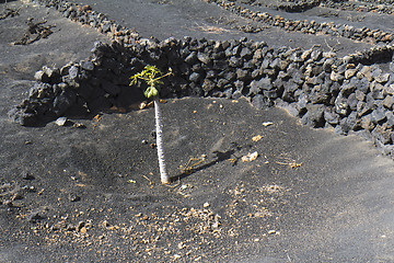 Image showing Zocos at La Geria