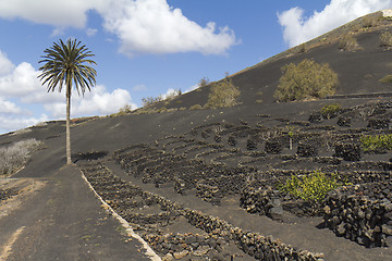 Image showing Typical landscape of La Geria