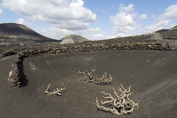 Image showing Vineyard at Lanzarote