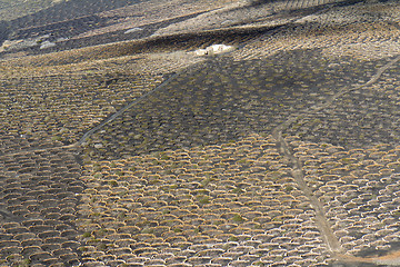 Image showing Zocos at Lanzarote