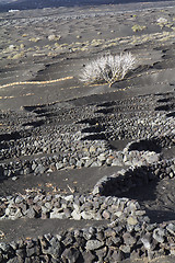 Image showing White tree on a gray ground