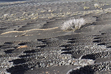 Image showing White tree on a gray ground