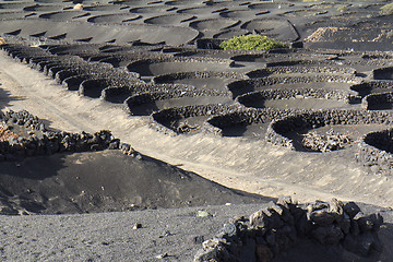 Image showing Zocos in Lanzarote