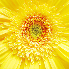 Image showing Yellow Gerber Flower