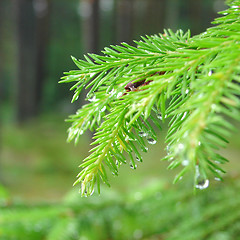 Image showing Raindrops