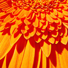 Image showing Orange gerber flower background