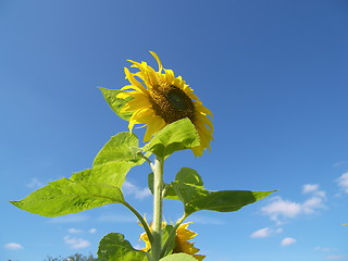 Image showing the sunflower and the sky