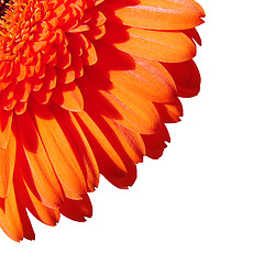 Image showing Orange gerbera flower isolated on white background 