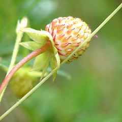 Image showing Unripe wild strawberry