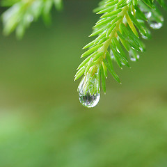 Image showing Reflection of forest in raindrop