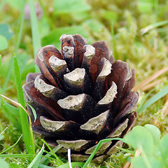 Image showing Fir cone