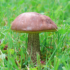 Image showing Edible mushroom