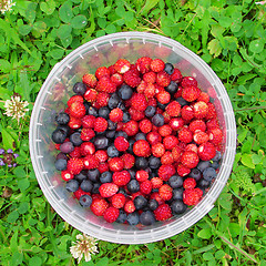 Image showing Forest berries