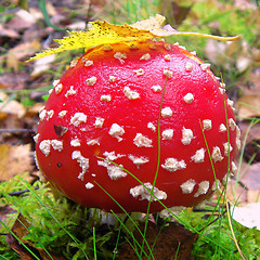 Image showing Mushroom fly agaric