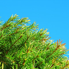 Image showing Fur-tree green branches on blue sky background