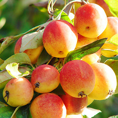 Image showing Wild apples