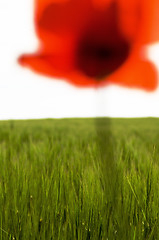 Image showing Poppy over green corn field