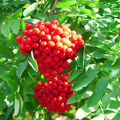 Image showing Rowan cluster